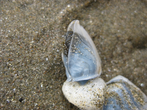 photo of Buoy Barnacle (Dosima fascicularis)