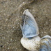 photo of Buoy Barnacle (Dosima fascicularis)