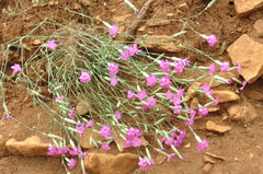 Dianthus subacaulis