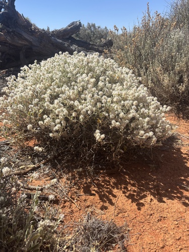 cotton bush