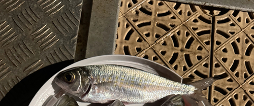 Arripis georgiana