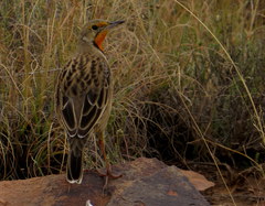 Macronyx capensis colletti