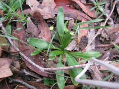 Solenogyne dominii