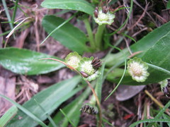Solenogyne dominii