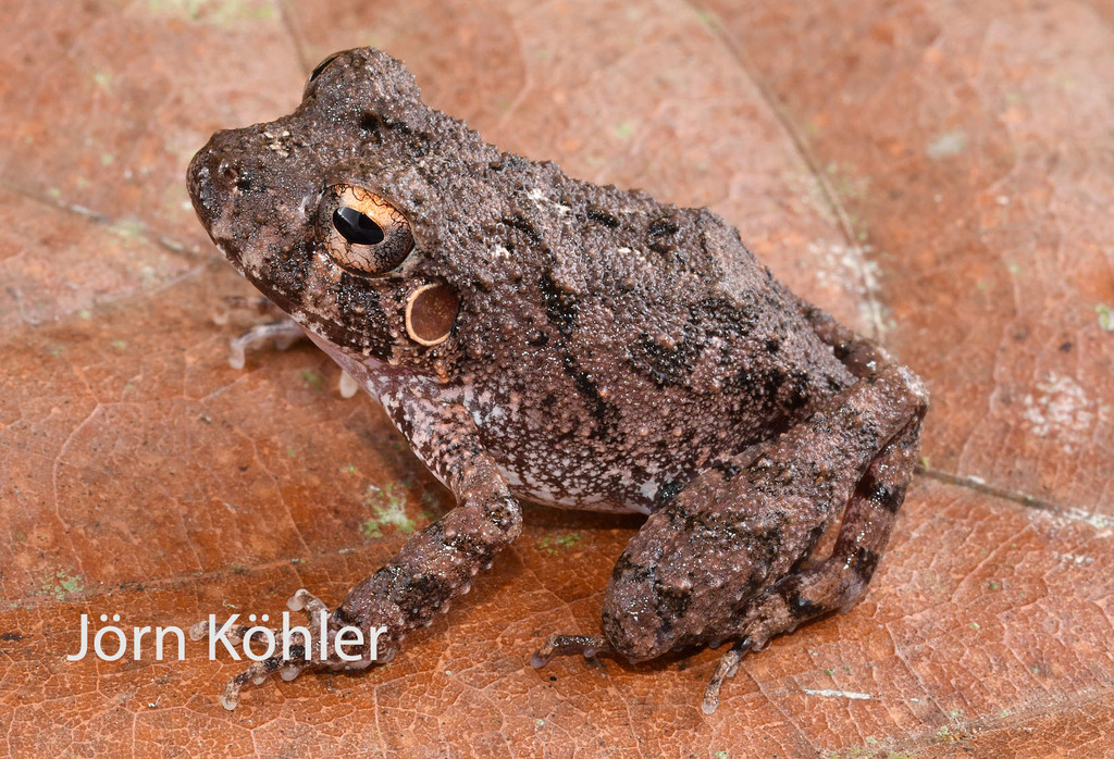 Tarapoto Big-Headed Frog