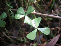 Marsilea costulifera