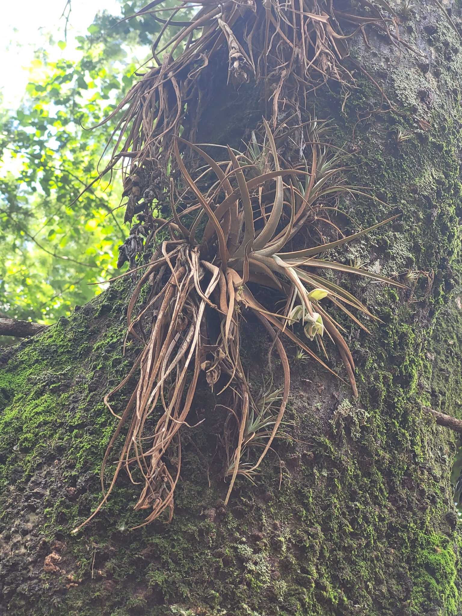 Tillandsia pohliana