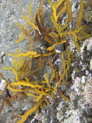 Carpophyllum