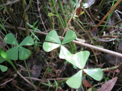 Marsilea costulifera