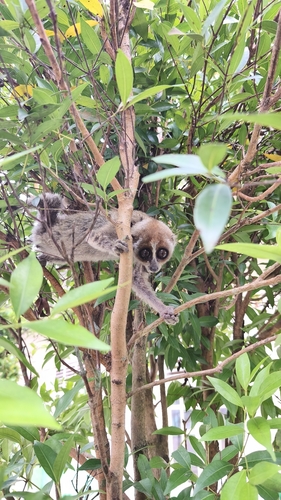 Nycticebus coucang