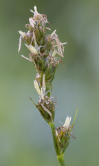 Carex spicata