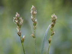 Carex spicata
