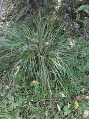 Carex solandri