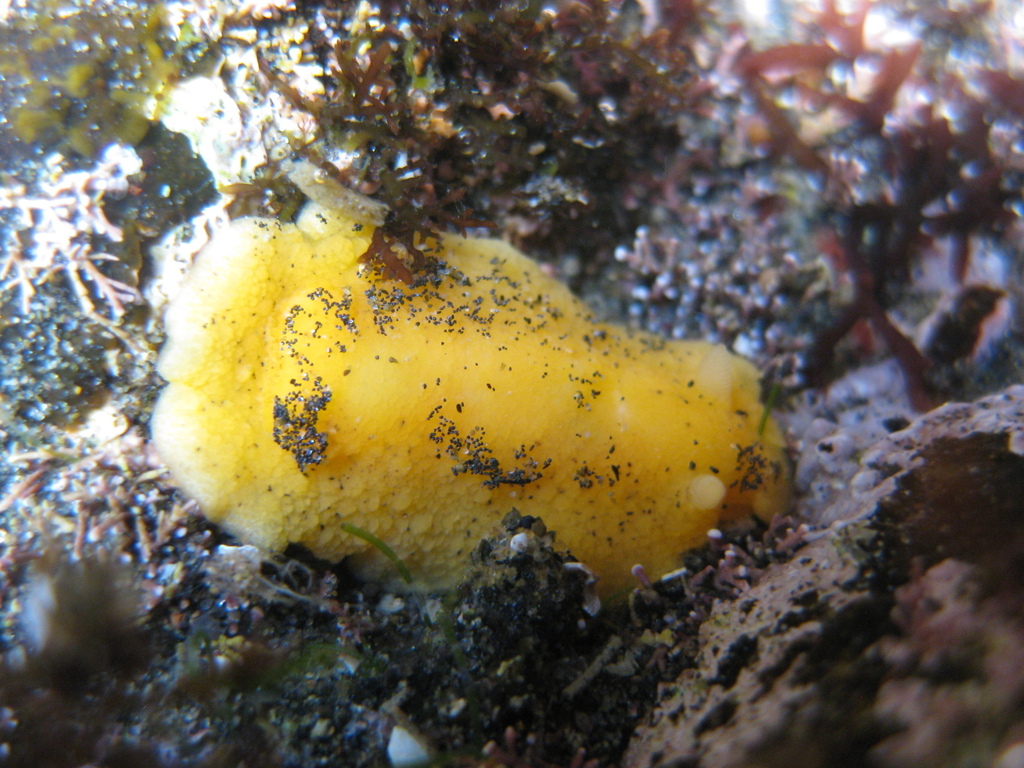 Glandular Dorid