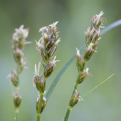 Carex spicata