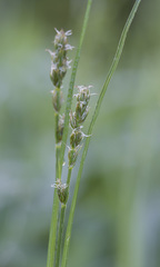 Carex spicata