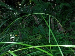 Carex solandri