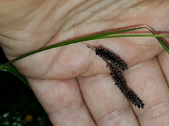 Carex solandri