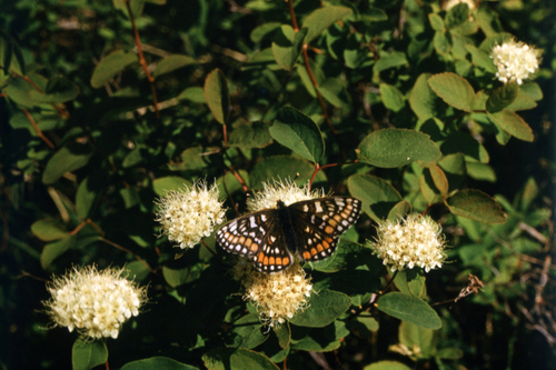 Beauverd Spirea (Spiraea beauverdiana)