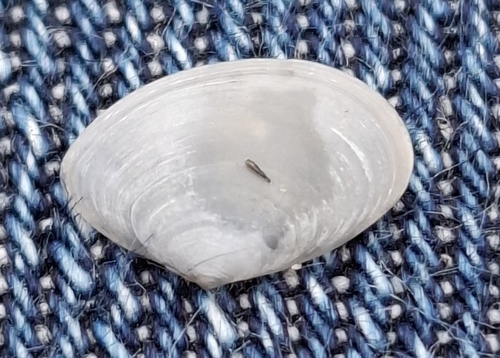 White Furrow-shell, Heist, Knokke-Heist, België, photo 9 of 10