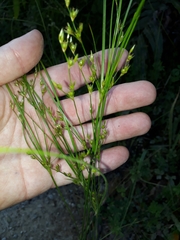 Juncus anthelatus