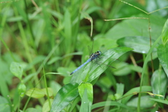 Orthetrum luzonicum