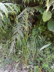 Juncus anthelatus