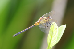 Orthetrum luzonicum