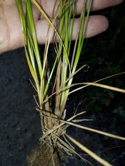 Juncus anthelatus