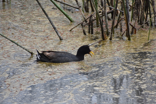 Red-fronted Coot (Fulica rufifrons), photo 6