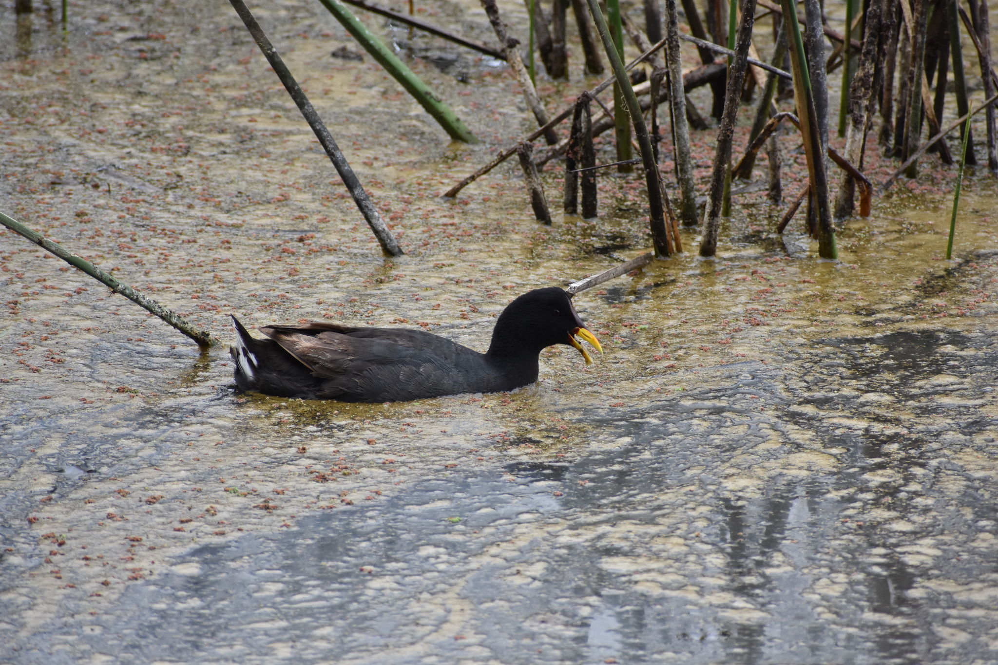 Red-fronted Coot (Fulica rufifrons), photo 7
