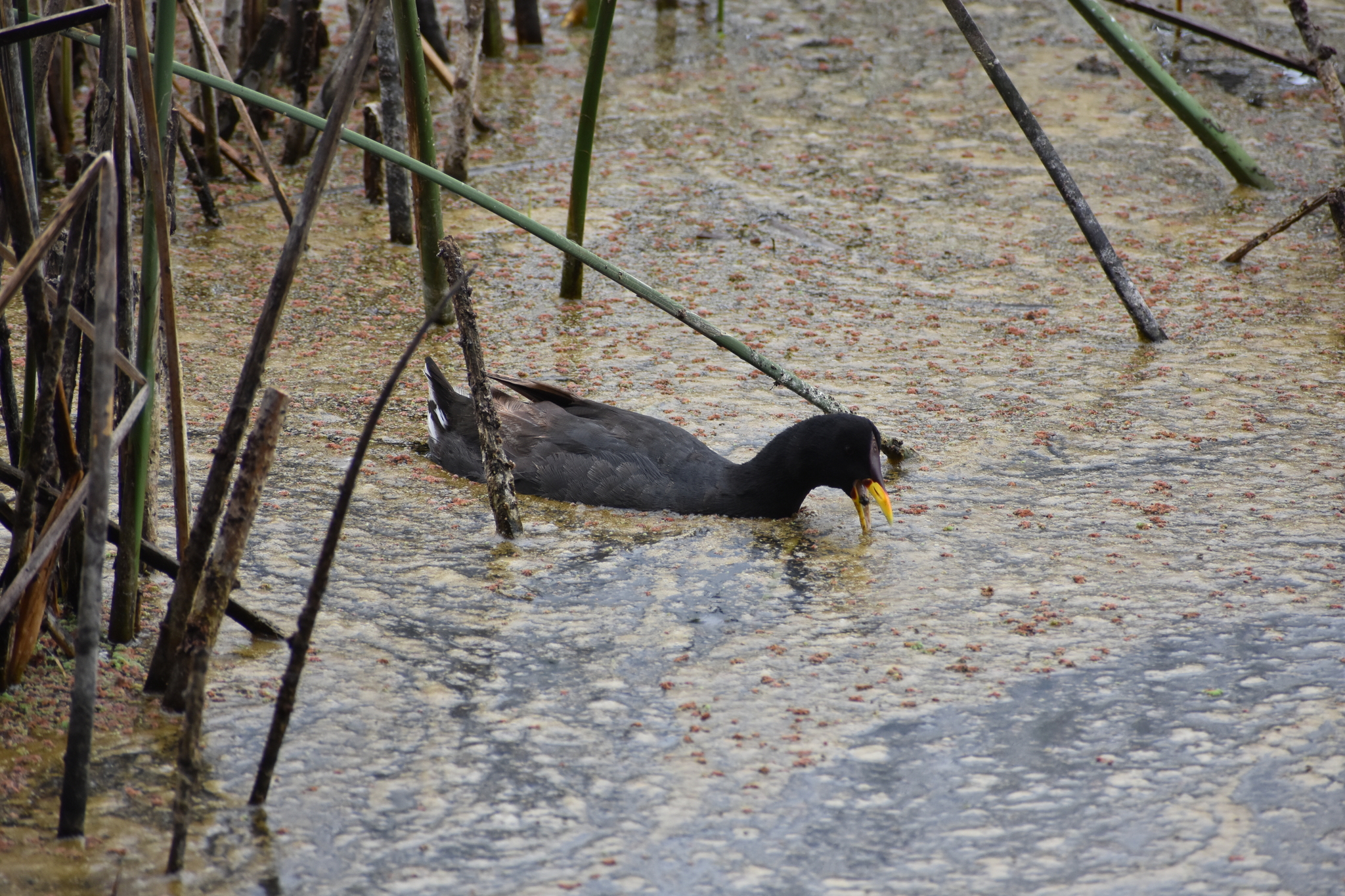 Red-fronted Coot (Fulica rufifrons), photo 2