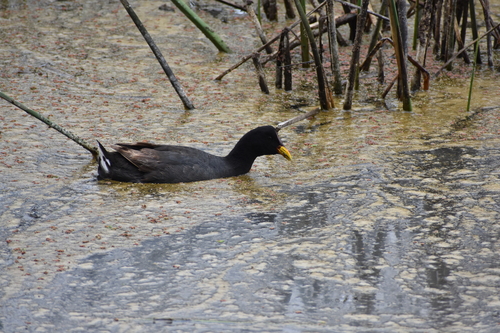 Red-fronted Coot (Fulica rufifrons), photo 3