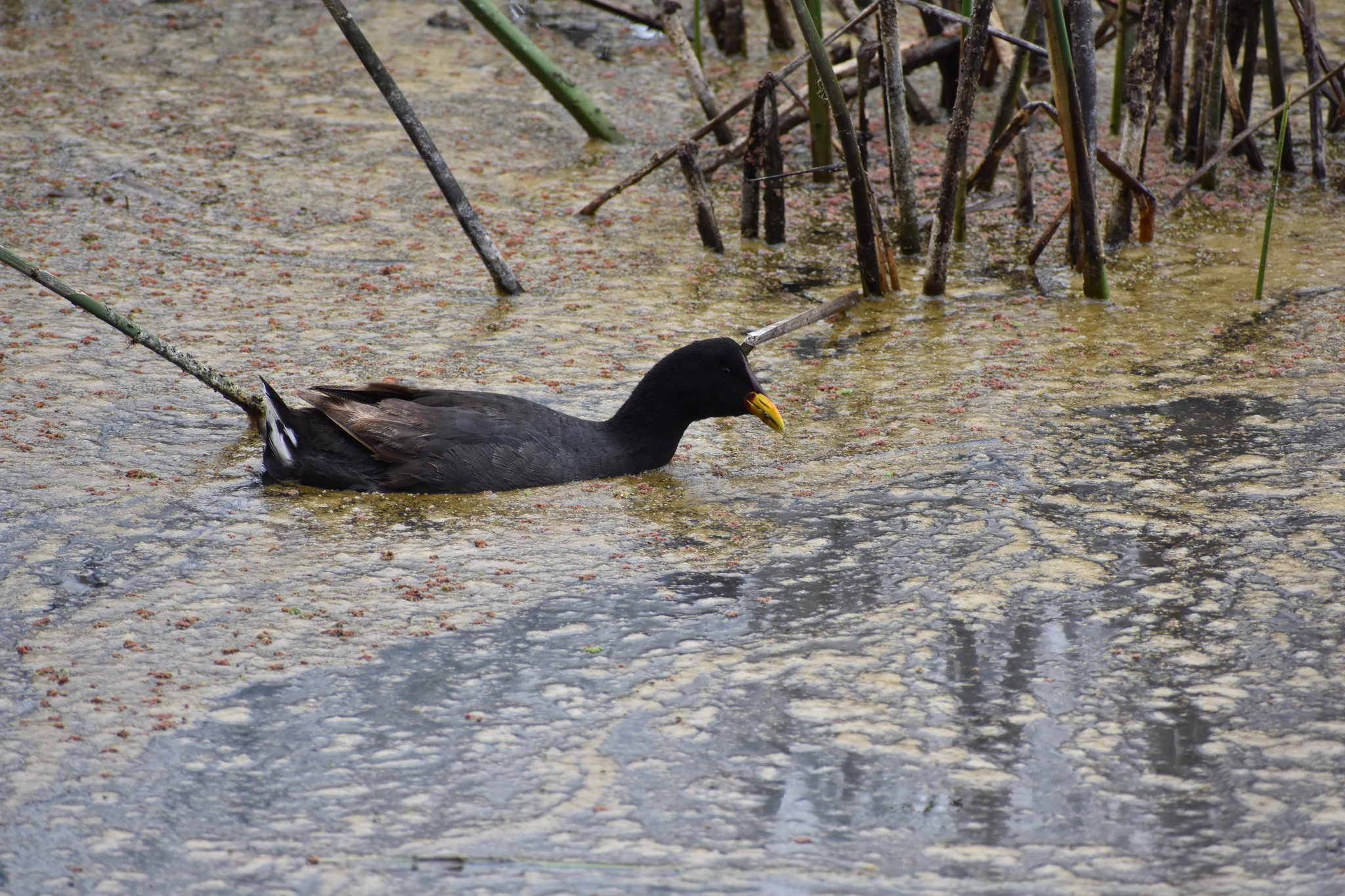 Red-fronted Coot (Fulica rufifrons), photo 3