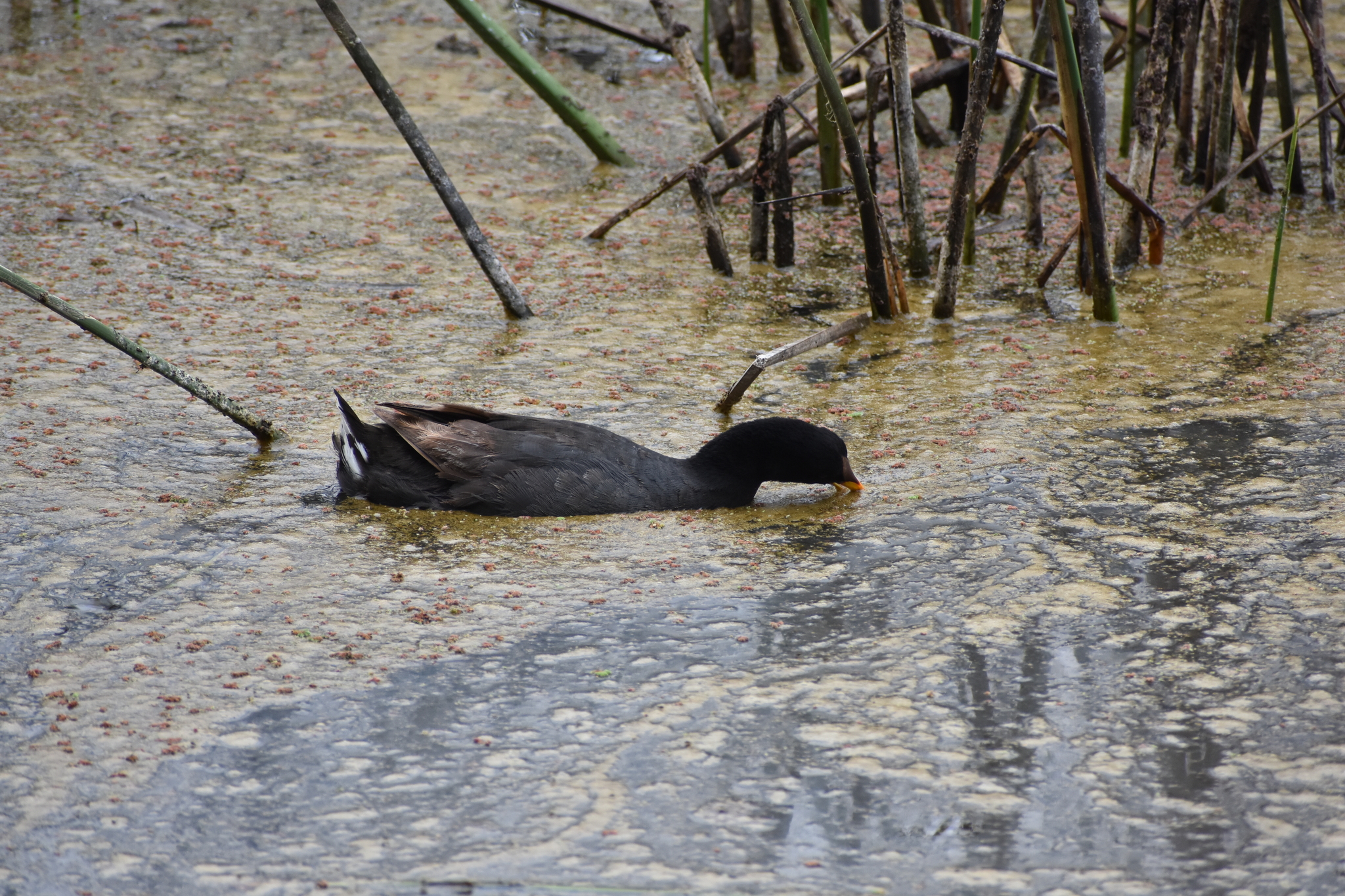 Red-fronted Coot (Fulica rufifrons), photo 8