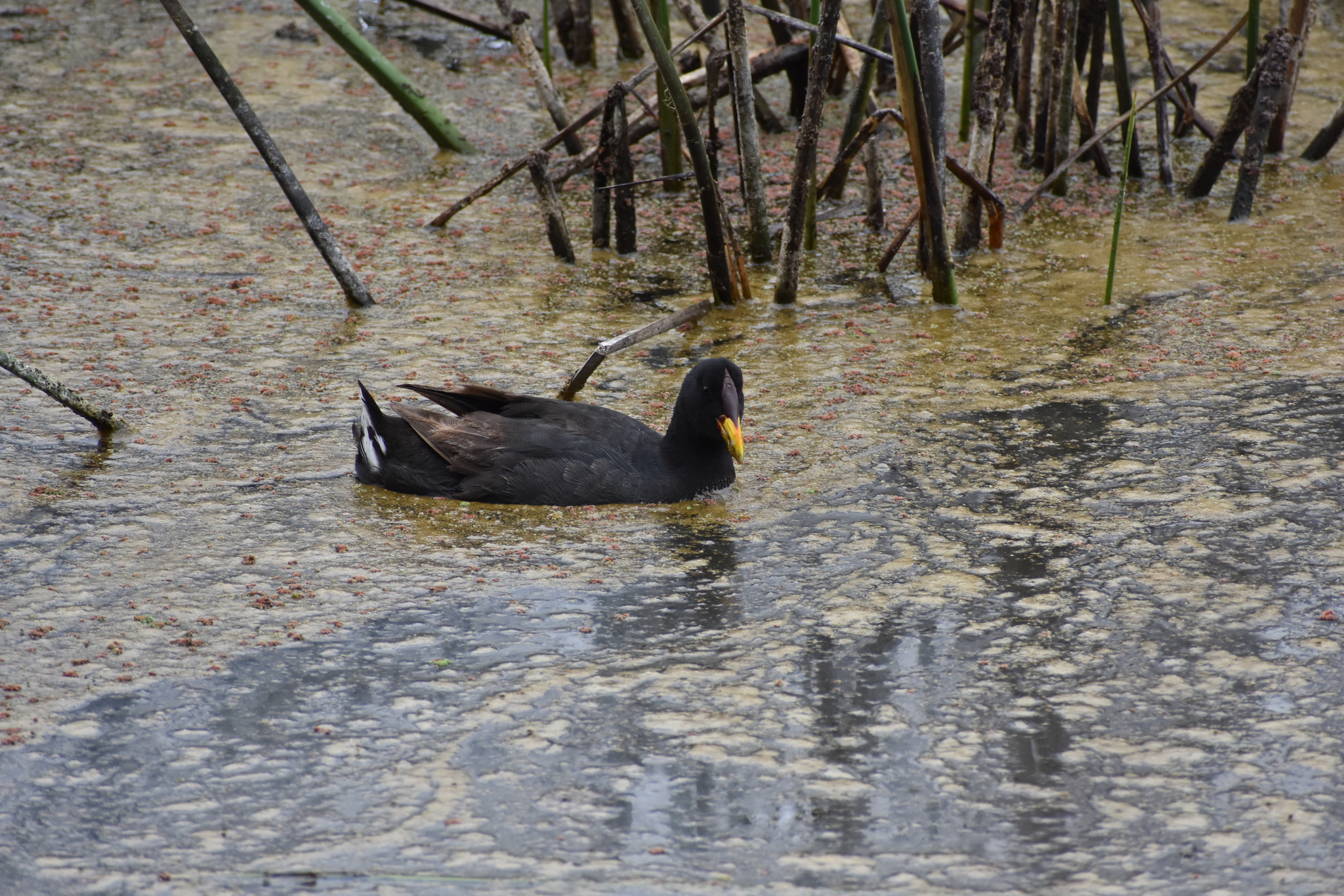 Red-fronted Coot (Fulica rufifrons), photo 9