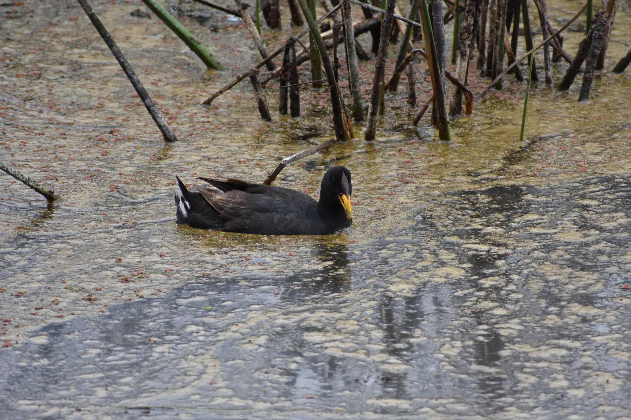 Red-fronted Coot (Fulica rufifrons), photo 10