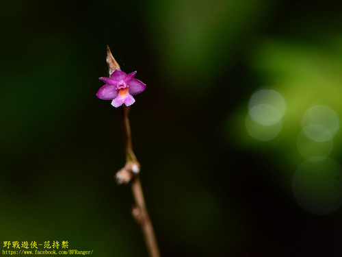 Dendrobium rosellum