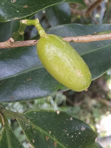 Glycosmis erythrocarpa observed 2026-01-16