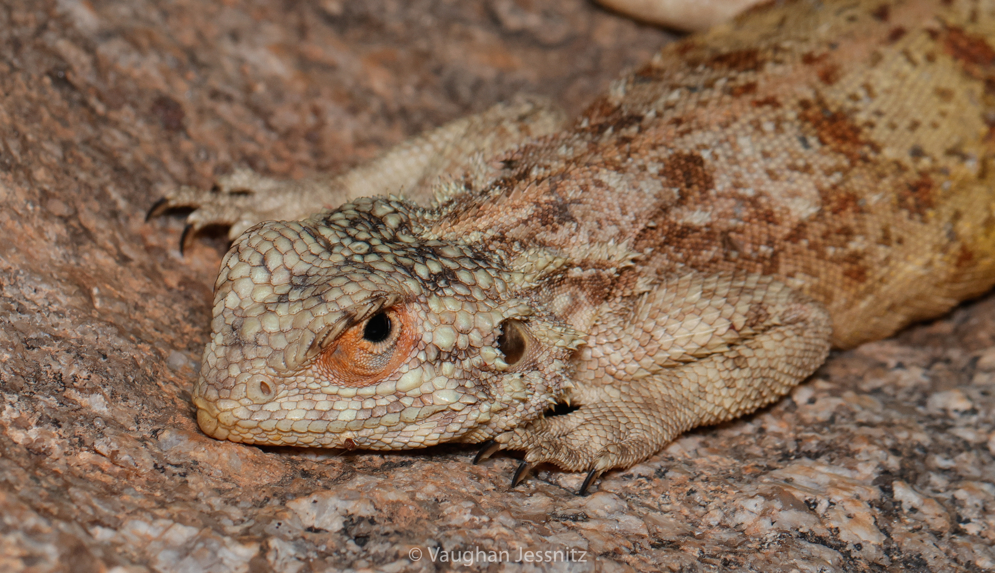 Agama anchietae Bocage, 1896