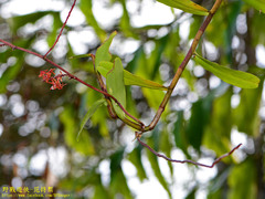 Renanthera elongata