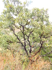 Quercus laeta
