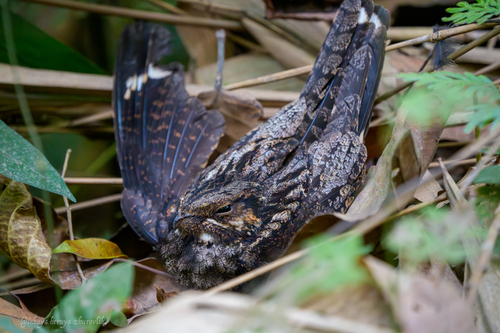 Large-tailed Nightjar (Caprimulgus macrurus)