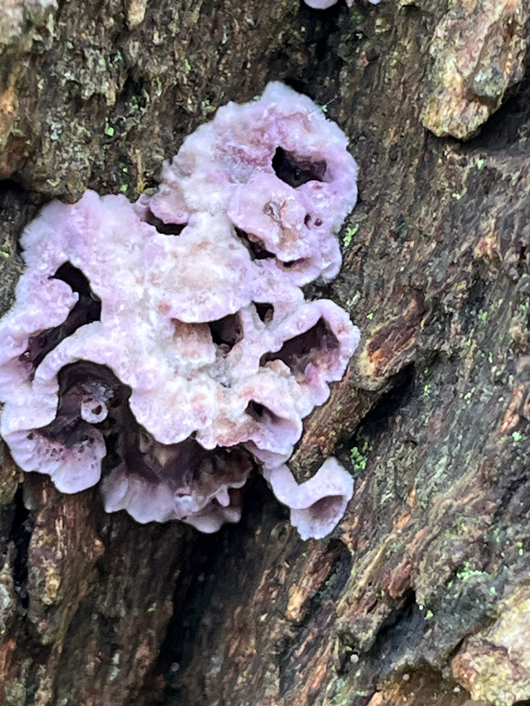 Chondrostereum purpureum · January 2026 · photo: © jhatfield (iNaturalist, cc-by)