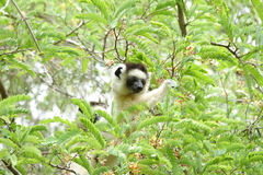 Propithecus verreauxi