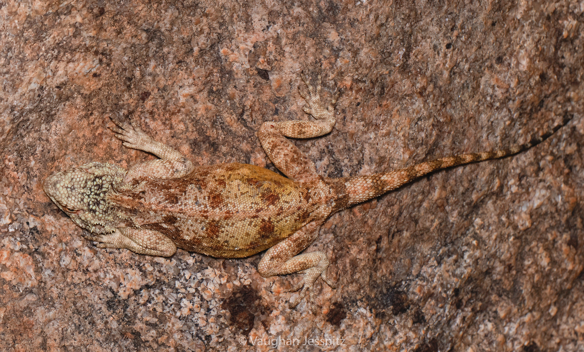 Agama anchietae Bocage, 1896