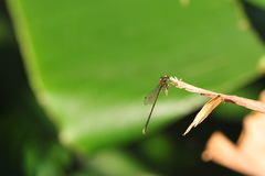 Prodasineura croconota
