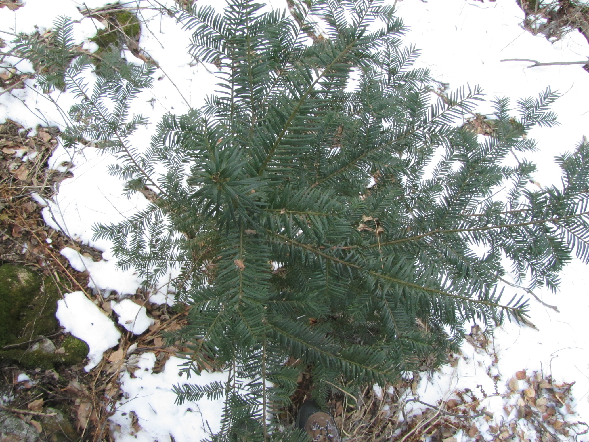 npk dnger thuja Thuja Dnger flssig 500ml Konzentrat