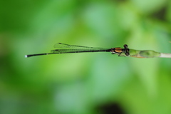 Prodasineura croconota