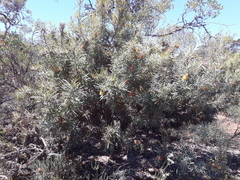 Banksia nobilis